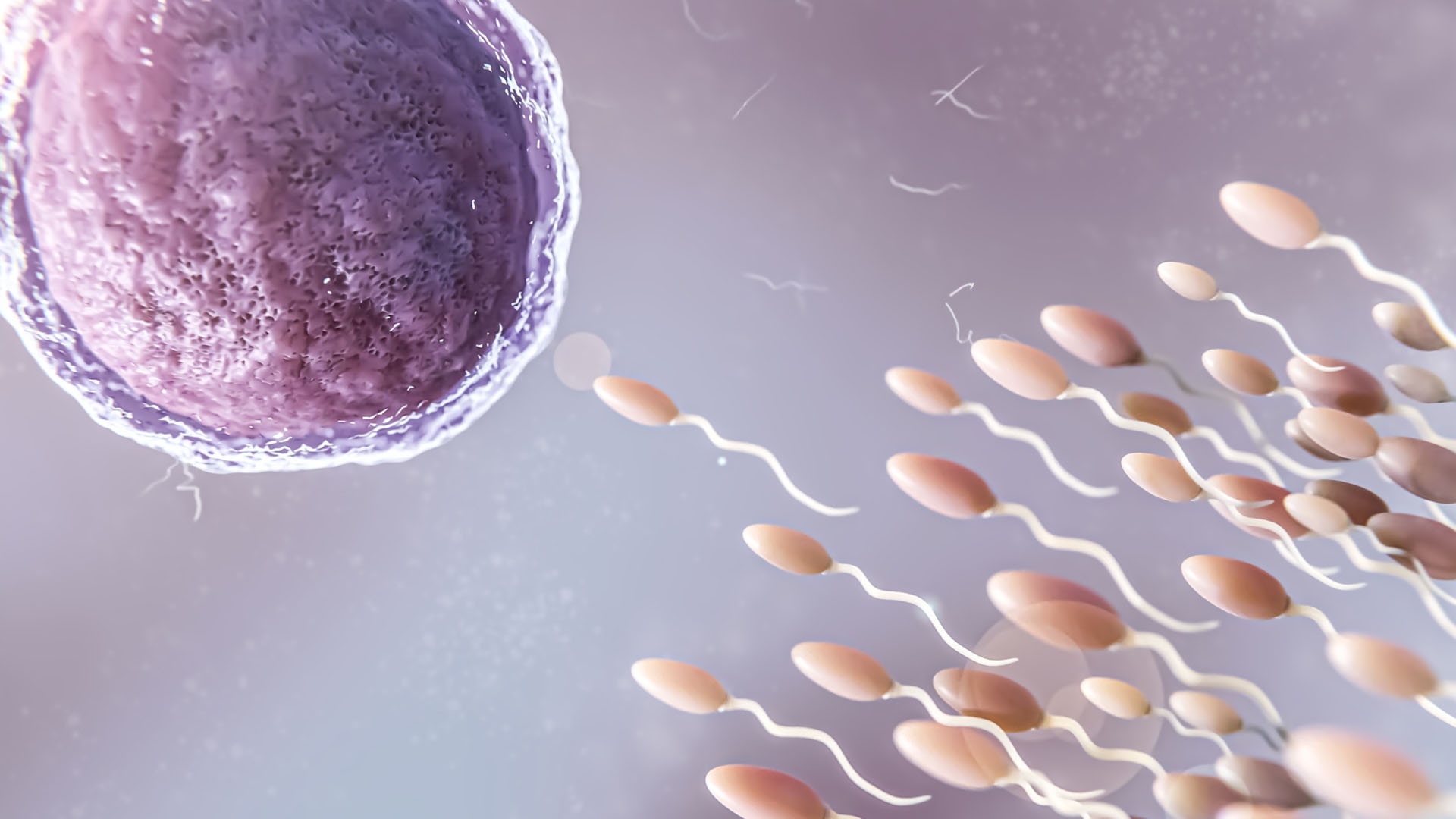 in vitro fertilization (ivf)